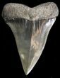 Large Fossil Mako Shark Tooth - Georgia #39885-1
